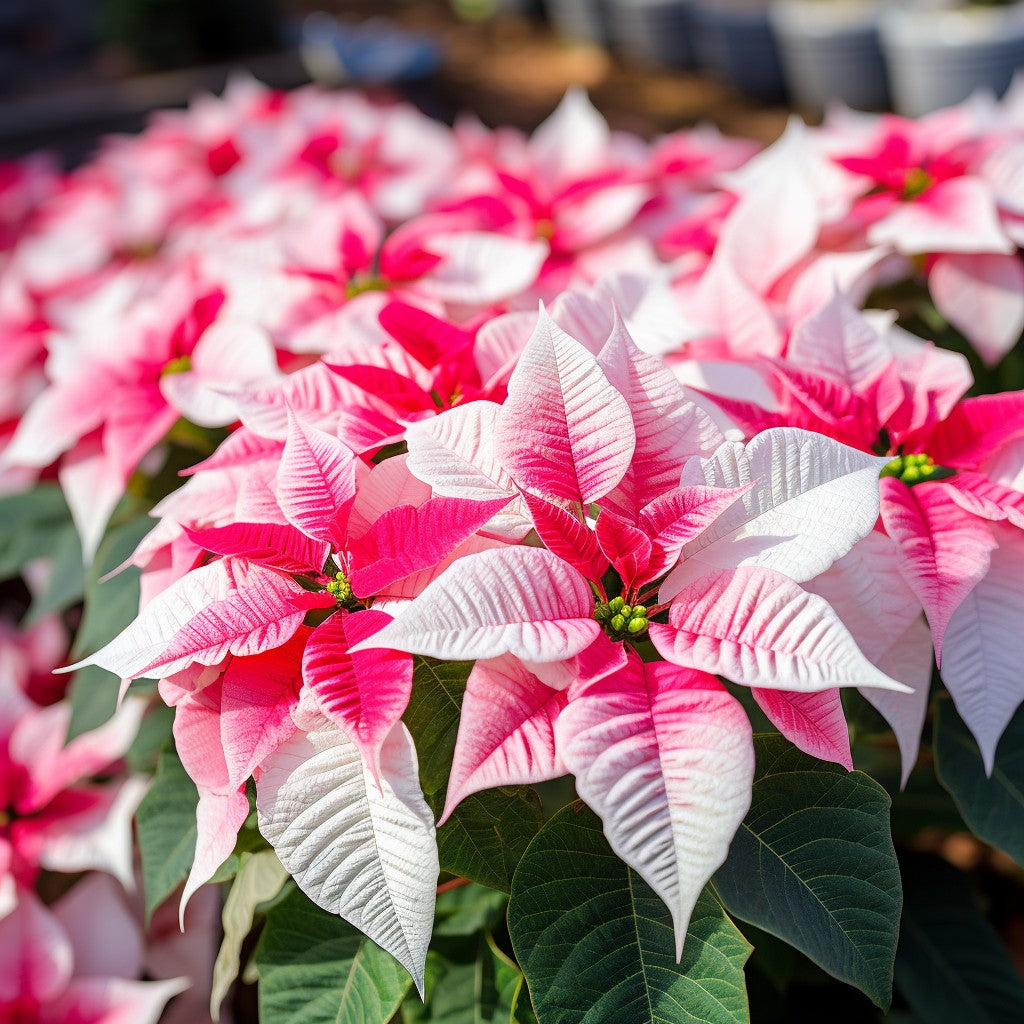 Pink Poinsettia Flower seeds for Planting - Low Maintenance, Heirloom & GMO Free Seeds for Home Garden