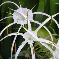 Hymenocallis Flower seeds for Planting Shade Tolerant Heirloom & GMO Free Seeds for Home Garden