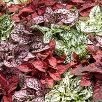 Red Hypoestes Flower seeds for Planting Hardy Variety Heirloom & GMO Free Seeds for Home Garden 
 
 Sale