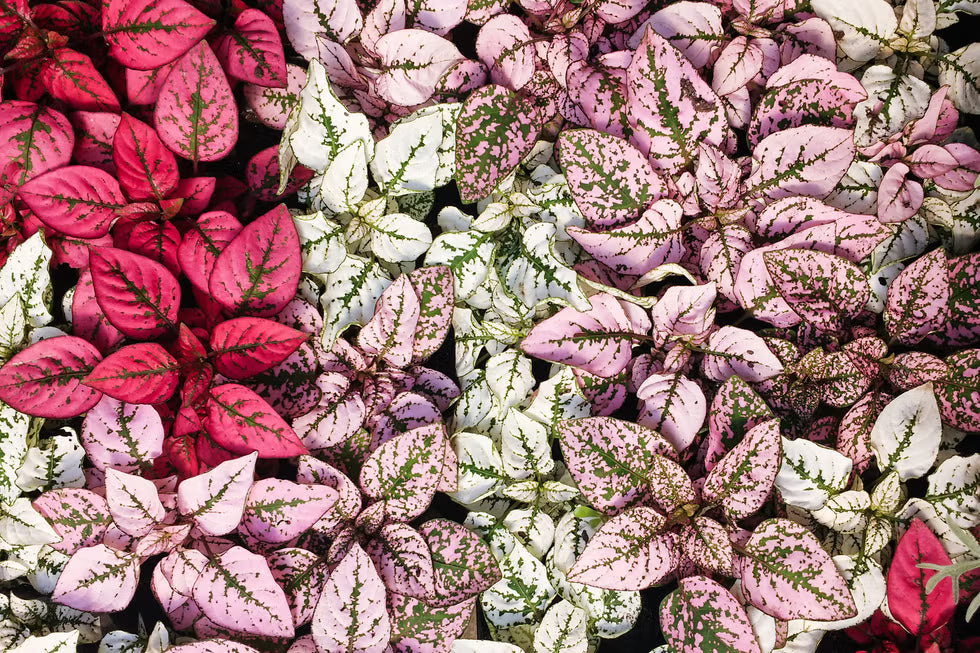 Hypoestes Flower seeds for Planting - Long Bloom Season, Heirloom & GMO Free Seeds for Home Garden