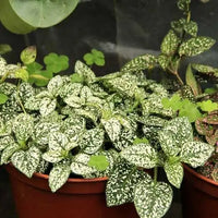 White Green Hypoestes Polka Flower seeds for Planting - Wildflower Mix, Heirloom & GMO Free Seeds for Home Garden