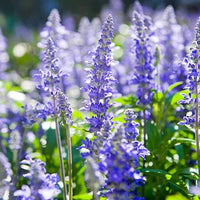 Hyssop Flower seeds for Planting Long Bloom Season Heirloom & GMO Free Seeds for Home Garden