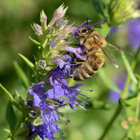 Blue Hyssopus Officinalis Flower seeds for Planting - Colorful Display, Heirloom & GMO Free Seeds for Home Garden