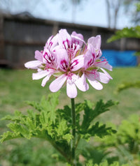 Citronella Flower seeds for Planting - Bright Blooms, Heirloom & GMO Free Seeds for Home Garden