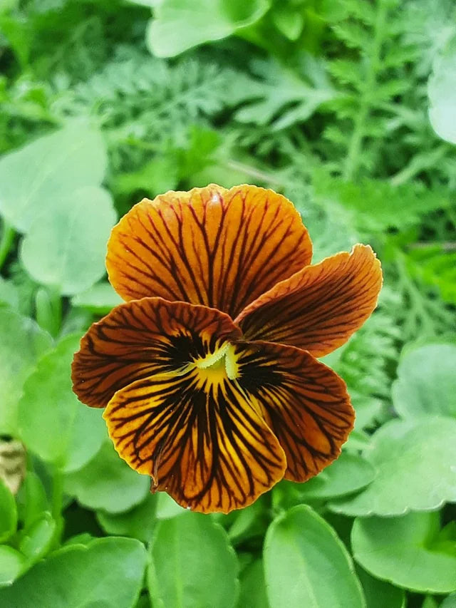 Brown Pansy Flower Seeds for Planting Cottage Garden Essential Heirloom & GMO Free Seeds for Home Garden
 
 Sale