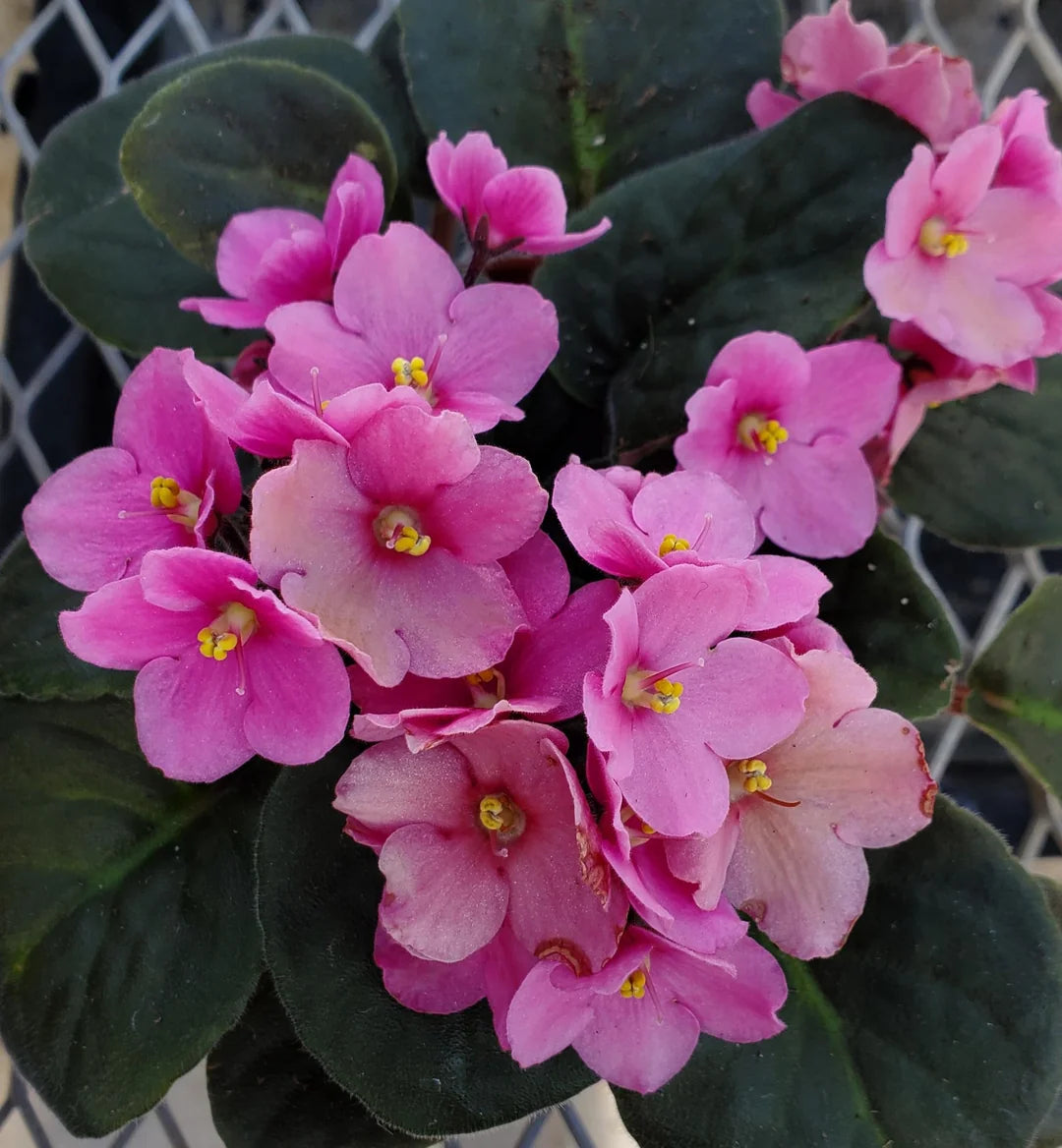 African Violet Flower Seeds Light Pink Flower seeds for Planting - Colorful Display, Heirloom & GMO Free Seeds for Home Garden