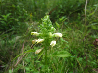 Lousewort Flower seeds for Planting - Perfect for Borders, Heirloom & GMO Free Seeds for Home Garden