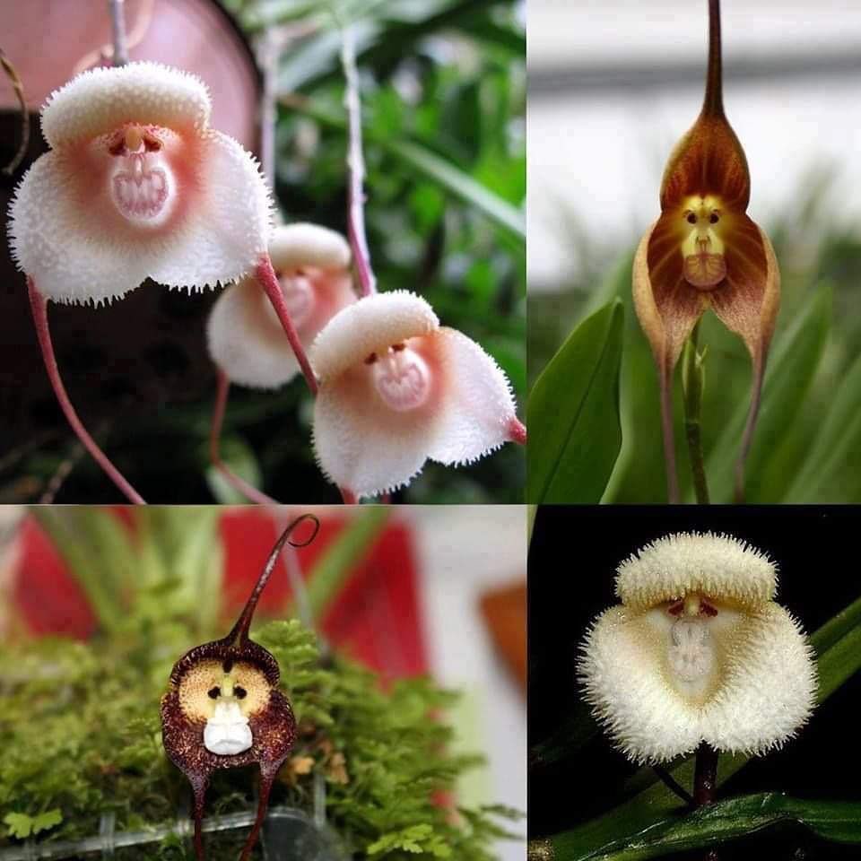 Potted Peru Monkey Face Orchid Seeds Flower seeds for Planting Drought Tolerant Heirloom & GMO Free Seeds for Home Garden