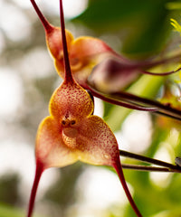 Red Monkey Face Flower seeds for Planting - Premium Quality, Heirloom & GMO Free Seeds for Home Garden