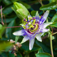 Sweet Grenadilla Passiflora Flower seeds for Planting Colorful Display Heirloom & GMO Free Seeds for Home Garden