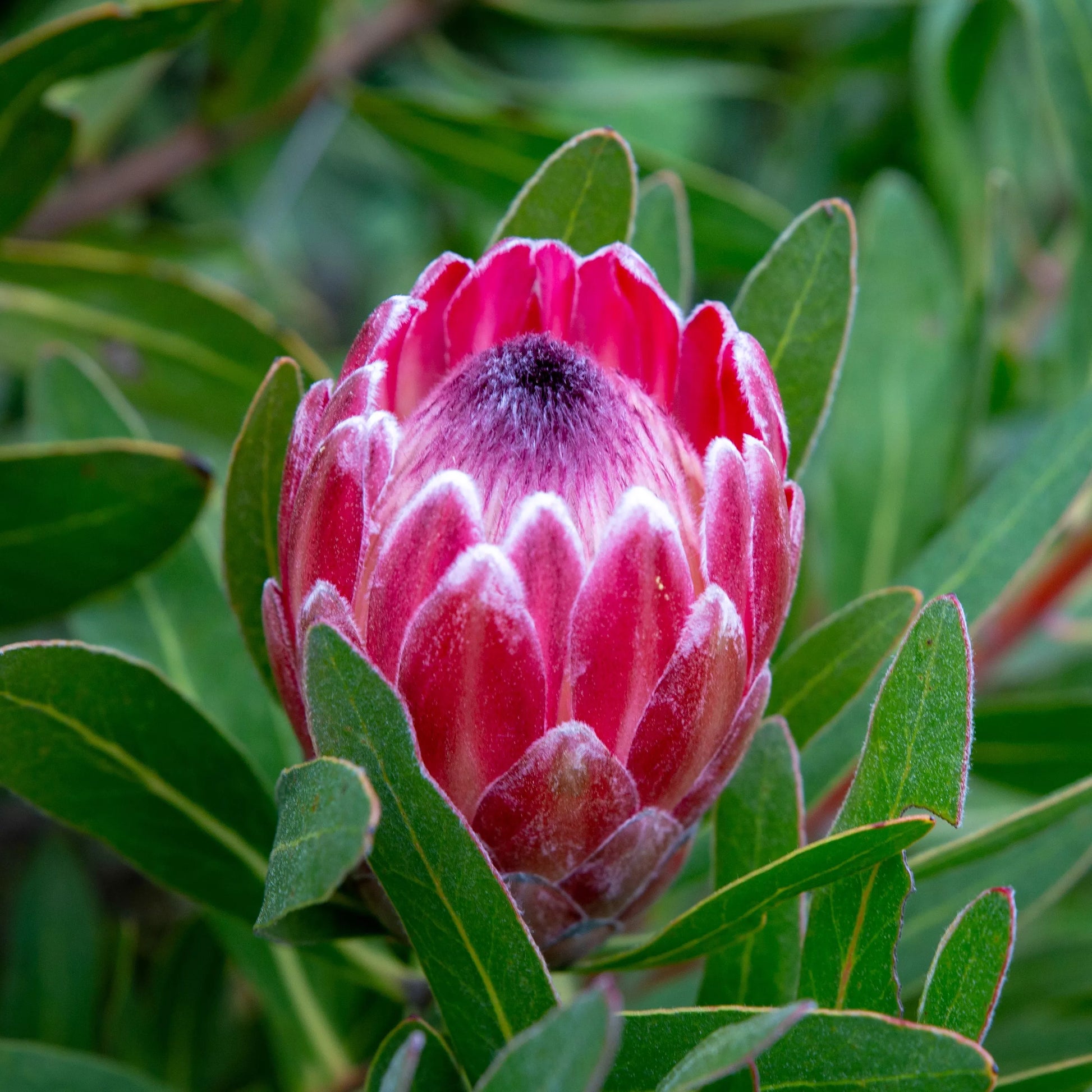 Protea Flower Planting Seeds for Vibrant Gardens