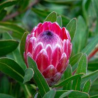 Protea Flower Planting Seeds for Vibrant Gardens