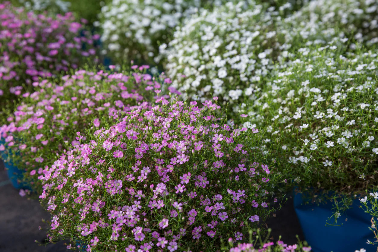 Mixed Gypsophila Flower seeds for Planting Hardy Variety Heirloom & GMO Free Seeds for Home Garden
 
 Sale