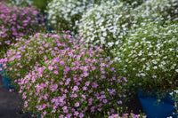 Mixed Gypsophila Flower seeds for Planting Hardy Variety Heirloom & GMO Free Seeds for Home Garden
 
 Sale