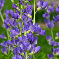 Indigo Flower seeds for Planting, Garden Favorite Heirloom & GMO Free Seeds for Home Garden