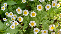 Pyrethrum Flower seeds for Planting Premium Quality Heirloom & GMO Free Seeds for Home Garden