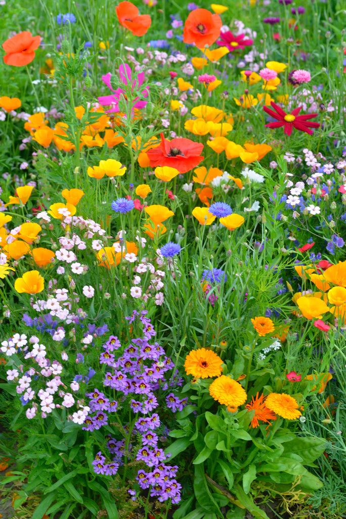 Cali Flower seeds for Planting Colorful Display Heirloom & GMO Free Seeds for Home Garden