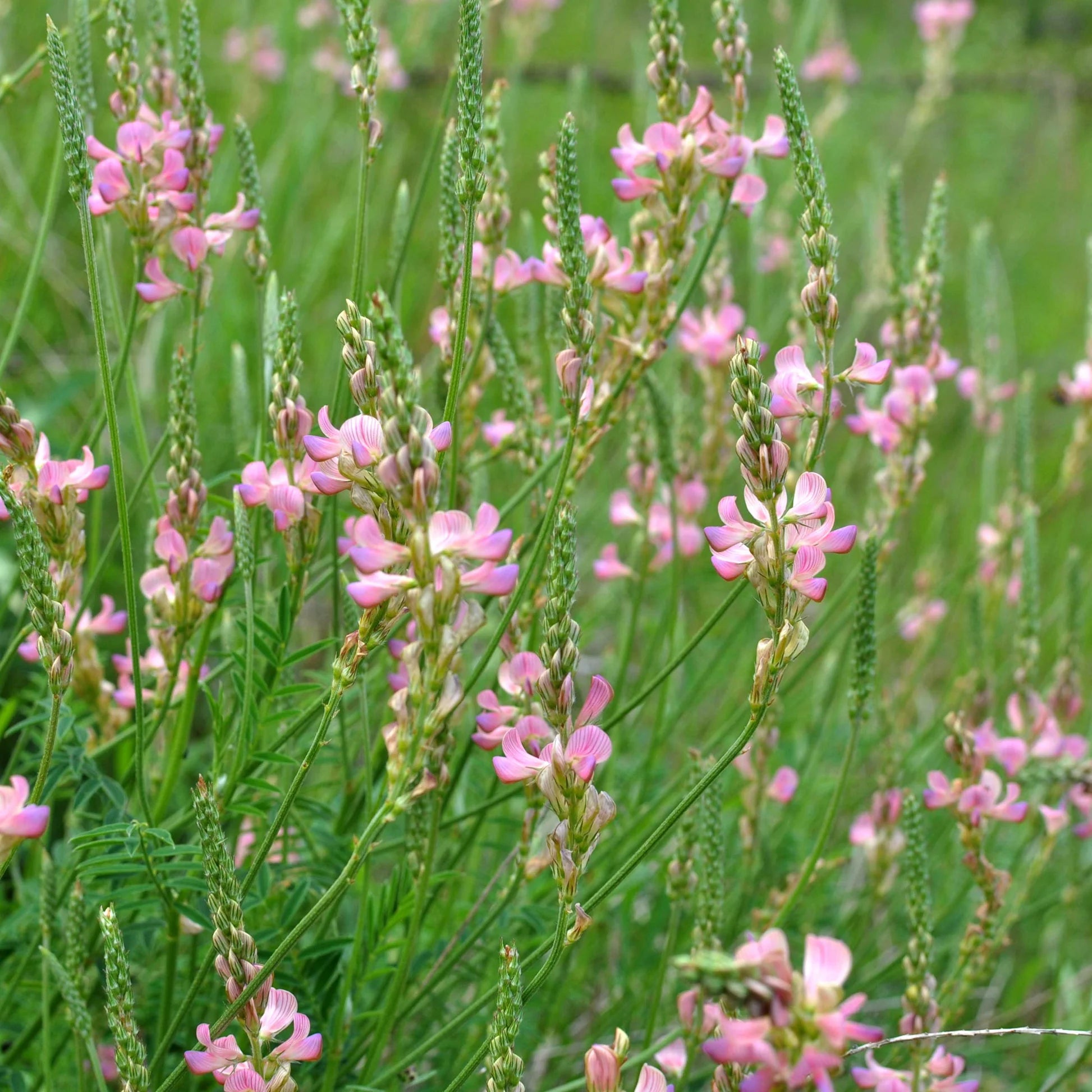 Pink Sainfoin Flower seeds for Planting - Seasonal Bloomer, Heirloom & GMO Free Seeds for Home Garden