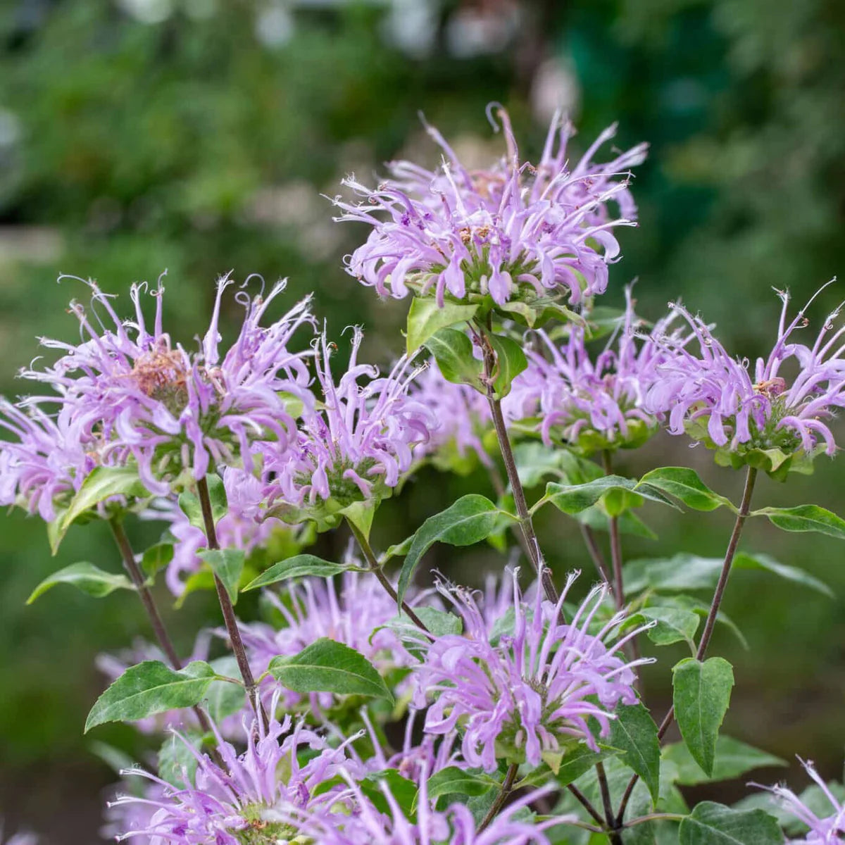 Purple Monarda Fistulosa Flower seeds for Planting - Sun Loving, Heirloom & GMO Free Seeds for Home Garden