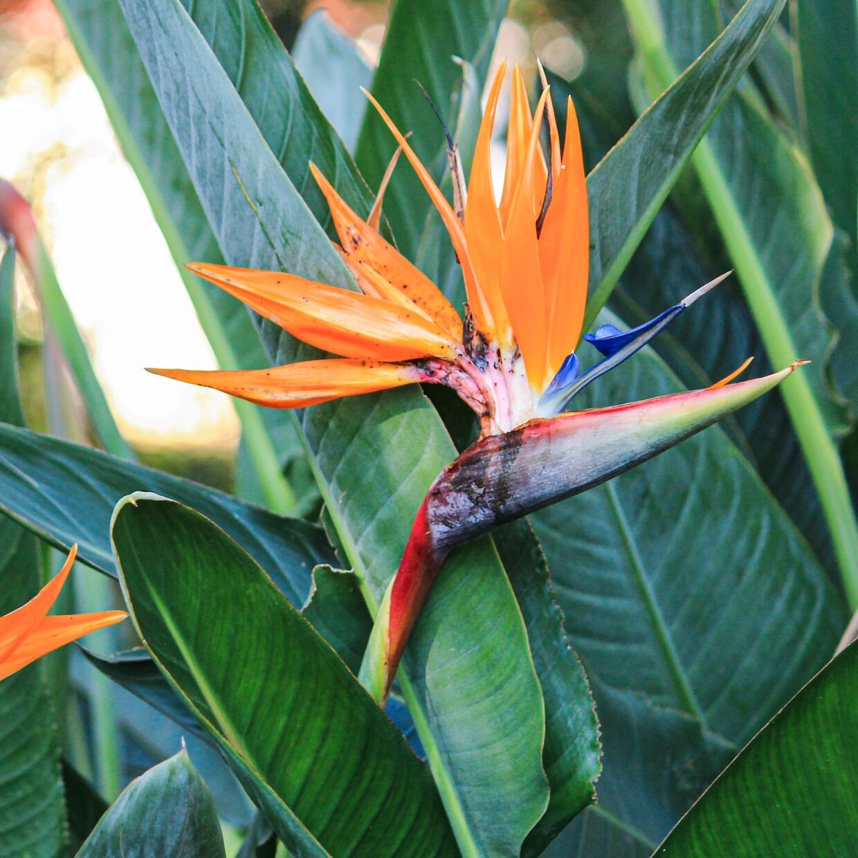 Paradise Flower seeds for Planting Seasonal Bloomer Heirloom & GMO Free Seeds for Home Garden
