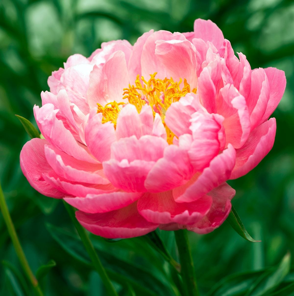 Peony Flower Seeds for Classic, Bold Garden Blooms