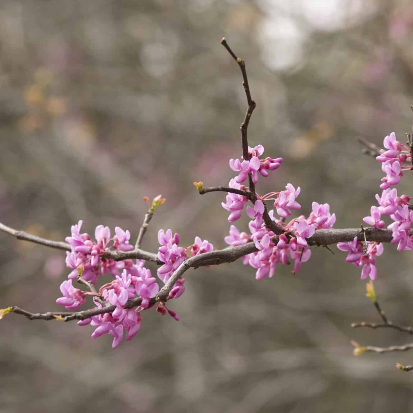 Redbud Flower seeds for Planting Fragrant Blossoms Heirloom & GMO Free Seeds for Home Garden