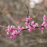 Redbud Flower seeds for Planting Fragrant Blossoms Heirloom & GMO Free Seeds for Home Garden