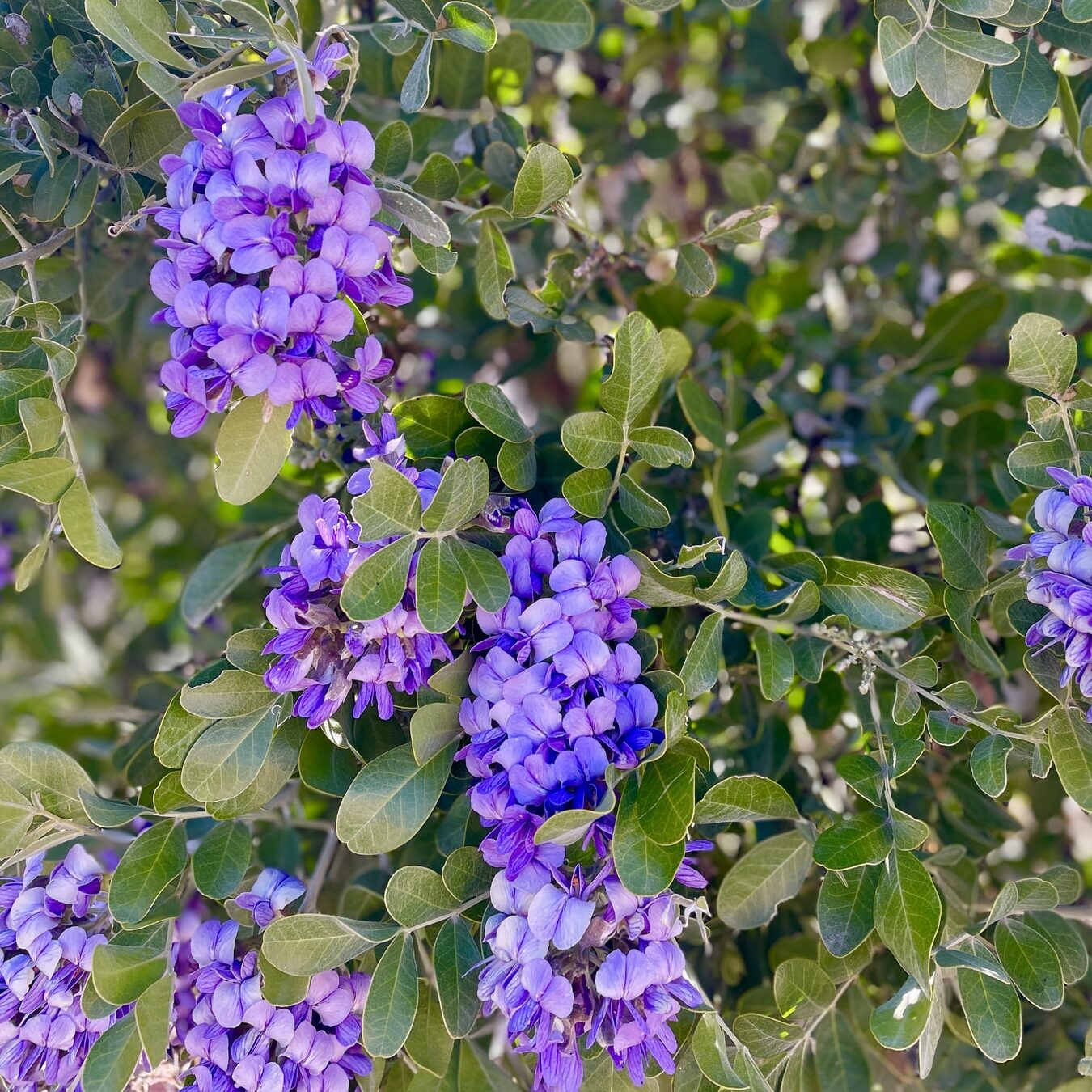 Texas Mountain Laurel Mescal Bean Flower seeds for Planting - Shade Tolerant, Heirloom & GMO Free Seeds for Home Garden