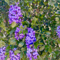 Texas Mountain Laurel Mescal Bean Flower seeds for Planting - Shade Tolerant, Heirloom & GMO Free Seeds for Home Garden