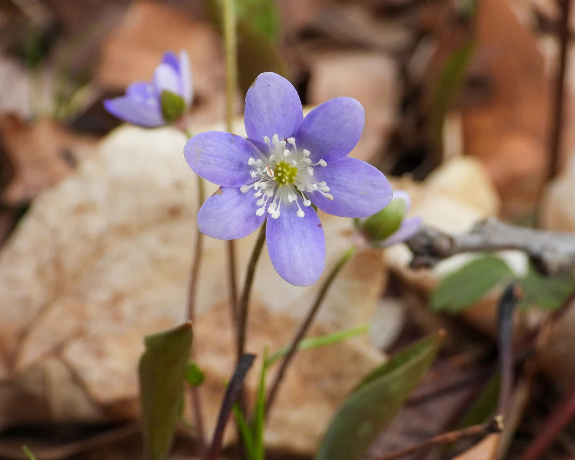 Hepatica Flower seeds for Planting - Sun Loving, Heirloom & GMO Free Seeds for Home Garden