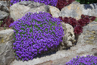 Purple Cress Flower seeds for Planting - Fragrant Blossoms, Heirloom & GMO Free Seeds for Home Garden