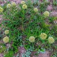 Asclepias Asperula Antelope Horns Seeds for Planting Asclepias asperula for wildflower gardens and butterfly gardens