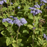 Conoclinium Coelestinum Flower seeds for Planting Vibrant Colors Heirloom & GMO Free Seeds for Home Garden