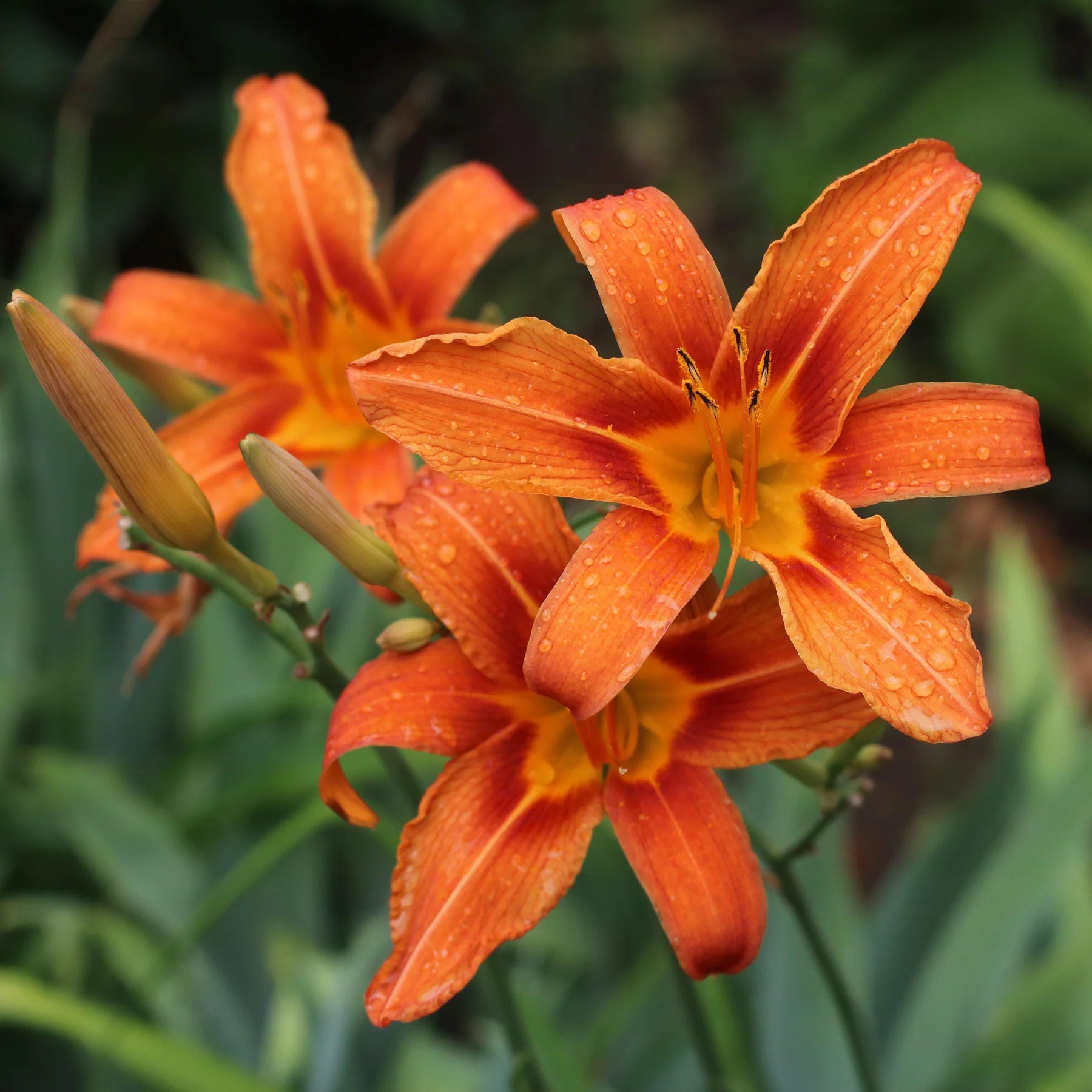 Hemerocallis Orange Seeds  Easy Planting for Stunning Blooms