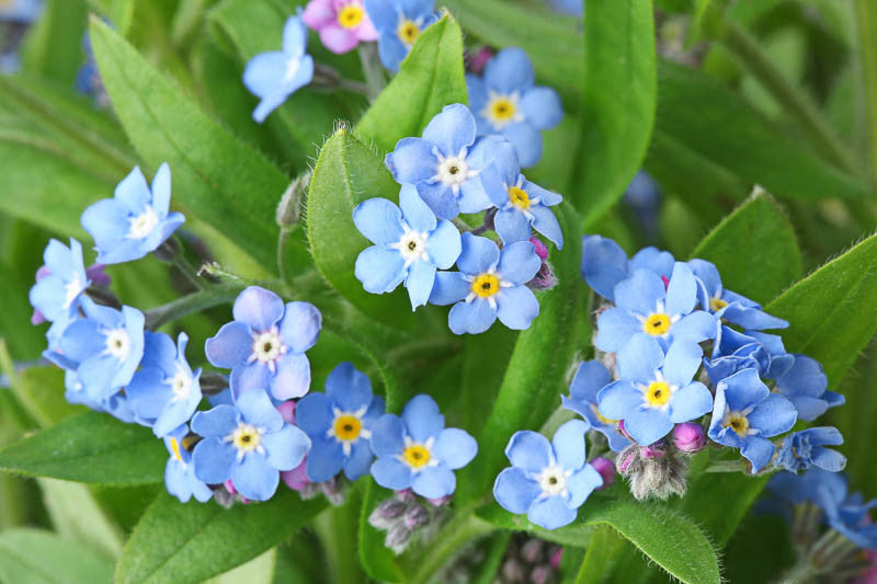 Blue Myosotis Flower seeds for Planting Low Maintenance Heirloom & GMO Free Seeds for Home Garden
 
 Sale