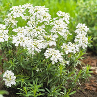 White Candytuft Snow Flower seeds for Planting Pollinator Friendly Heirloom & GMO Free Seeds for Home Garden 
 
 Sale