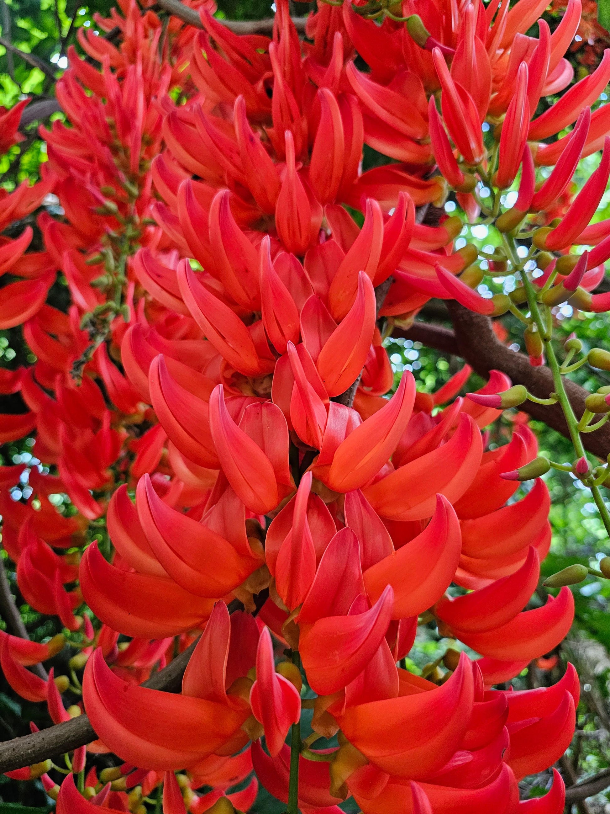 Red Jade Vine (Mucuna Bennettii) Flower seeds for Planting - Pollinator Friendly, Heirloom & GMO Free Seeds for Home Garden