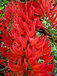 Red Jade Vine (Mucuna Bennettii) Flower seeds for Planting - Pollinator Friendly, Heirloom & GMO Free Seeds for Home Garden