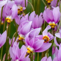 Purple Dodecatheon Flower seeds for Planting - Cut Flower Favorite, Heirloom & GMO Free Seeds for Home Garden