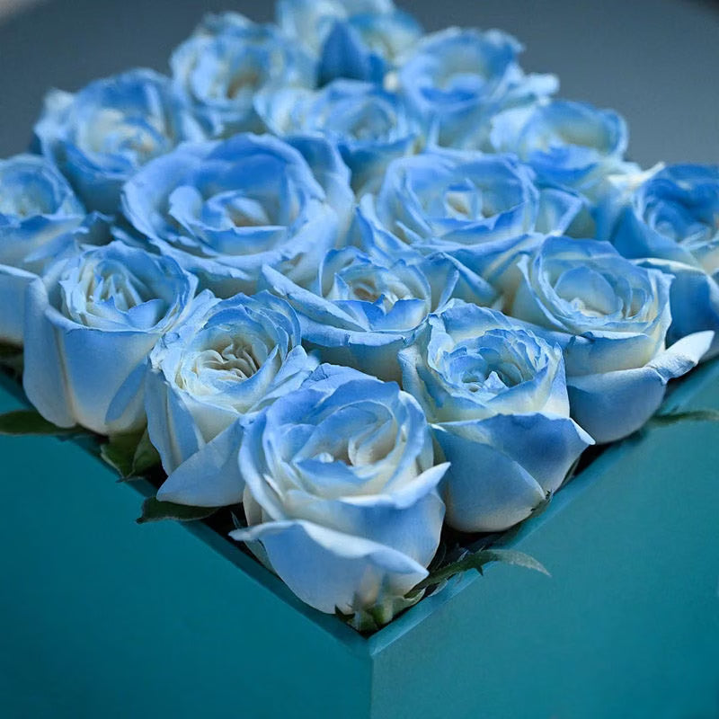 Light Blue Rose Flower Seeds Hardy Variety Heirloom & GMO Free Seeds for Home Garden
 
 Sale
