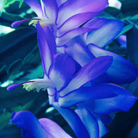 Zygocactus Truncatus Flower Seeds for Planting  Mixed Colors, Ideal for Indoor/Outdoor Gardens