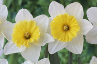 Daffodil Flower Seeds for Planting  Vibrant White and Yellow Blooms