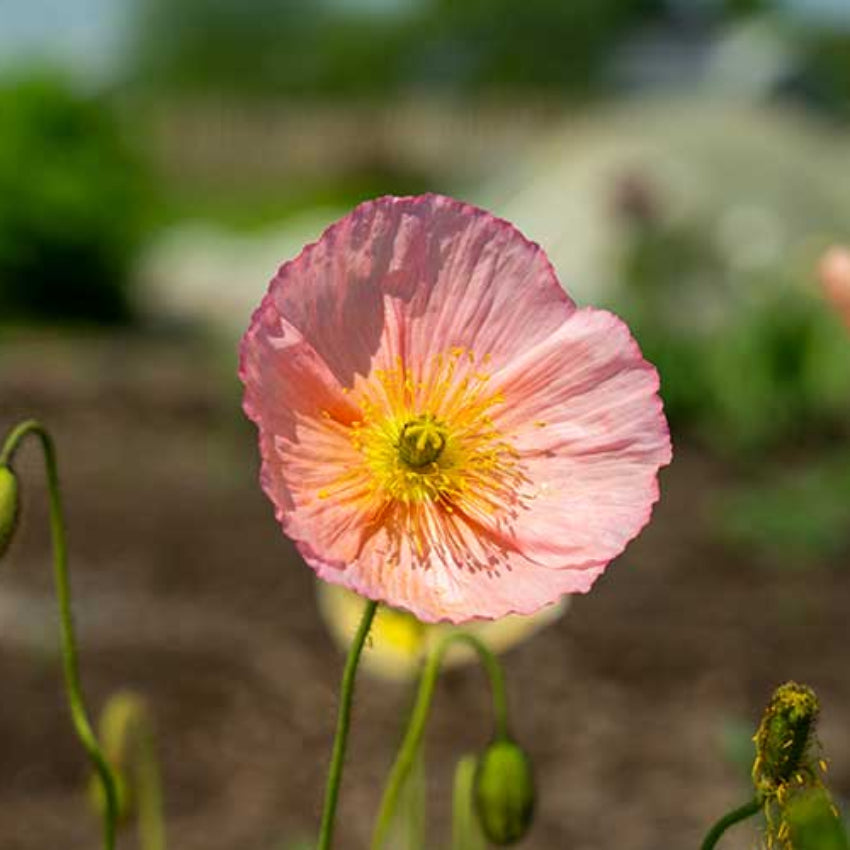 Pale Pink Iceland Flower seeds for Planting - Cottage Garden Essential, Heirloom & GMO Free Seeds for Home Garden