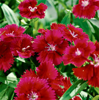 Marron Mix Dianthus Caryophyllus Flower Seeds for Planting Perfect for Borders Heirloom & GMO Free Seeds for Home Garden
 
 Sale