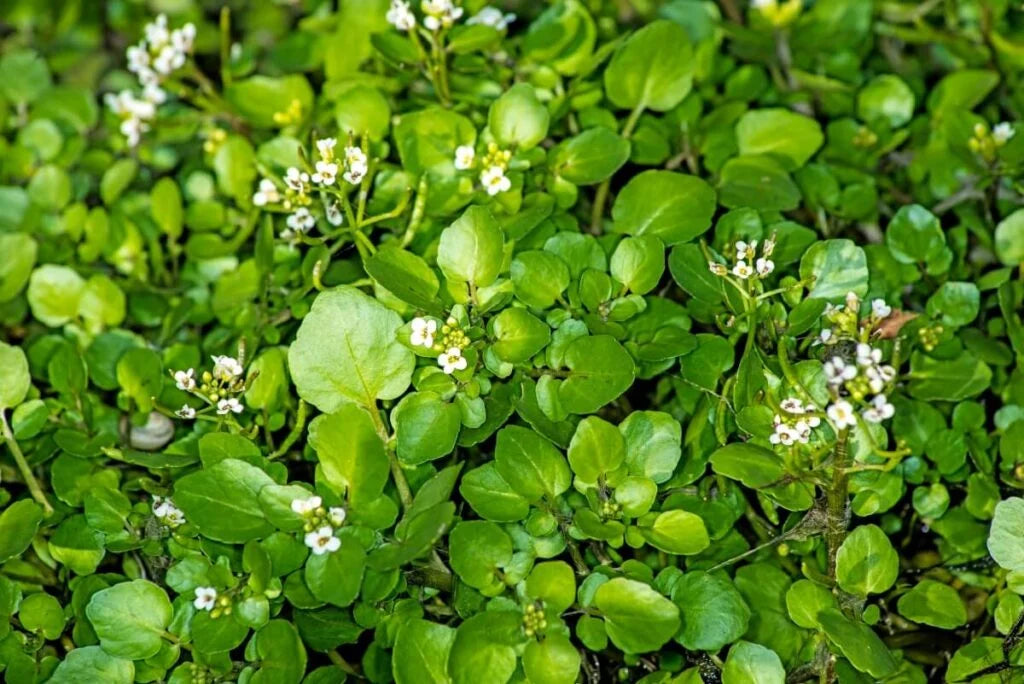 Watercress Flower seeds for Planting Perfect for Borders Heirloom & GMO Free Seeds for Home Garden