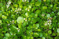 Watercress Flower seeds for Planting Perfect for Borders Heirloom & GMO Free Seeds for Home Garden
