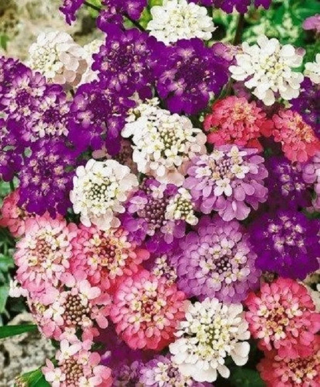 Candytuft Flower seeds for Planting Perfect for Borders Heirloom & GMO Free Seeds for Home Garden