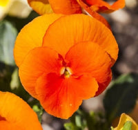 Orange Viola Sorbet Seeds for Planting | Vibrant Flower Seeds for Your Garden