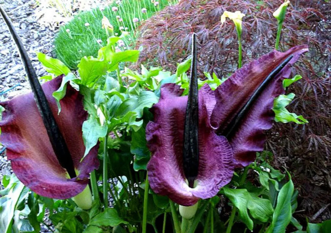 Sauromatum Flower seeds for Planting - Garden Favorite, Heirloom & GMO Free Seeds for Home Garden