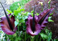 Sauromatum Flower seeds for Planting - Garden Favorite, Heirloom & GMO Free Seeds for Home Garden